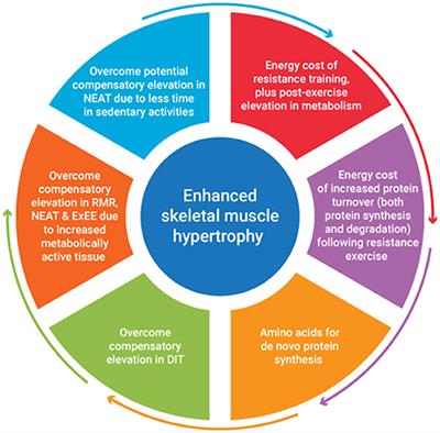 Is an Energy Surplus Required to Maximize Skeletal Muscle Hypertrophy Associated With Resistance Training